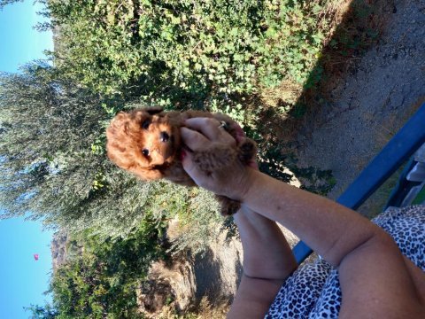 Yavru poodle 2 aylık