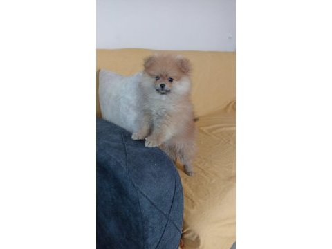 Teslime hazır ponçik pomeranian boo