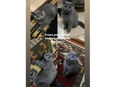 2 aylık british shorthair yavru