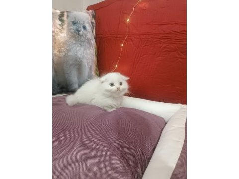Kar topu scottish fold bebekler