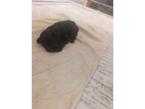 Bebek toy poodle 40 günlük