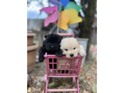 Chow chow (çin aslanı) yavrularımız