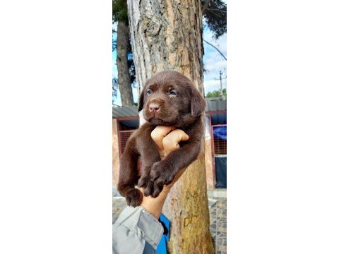 Labrador yavruler