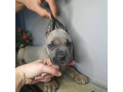 Egzotik cane corso yavrularım