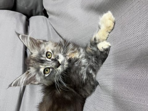 Geleceğin kraliçe adayları minik maine coon prensesler
