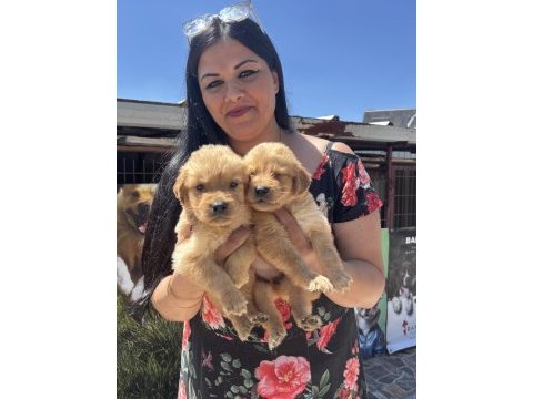 Baby face golden retriever yavrularım