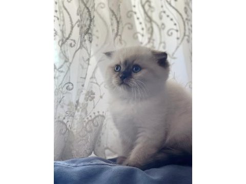 2 aylık dişi scottish fold blue point