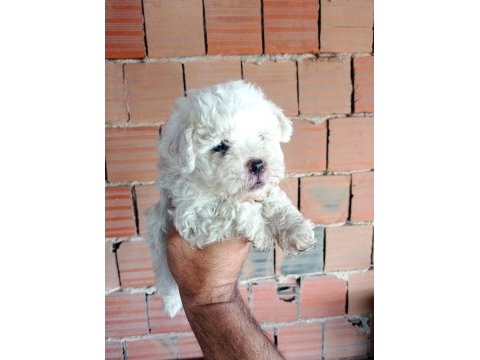 Kar beyaz maltipoo yavrular