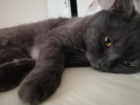 British shorthair 3 yaşında kedimiz
