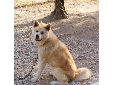 Erkek dişi japon akita