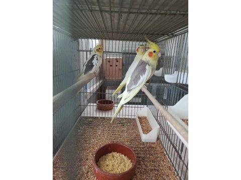 Balıkesir sultan papağanı 4 aylık