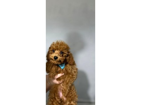 Erkek toy poodle