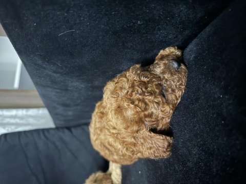 Toy poodle