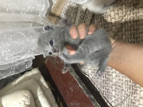 20 günlük yavru kediler