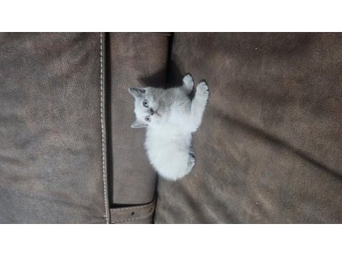 Beyaz scottish fold prens