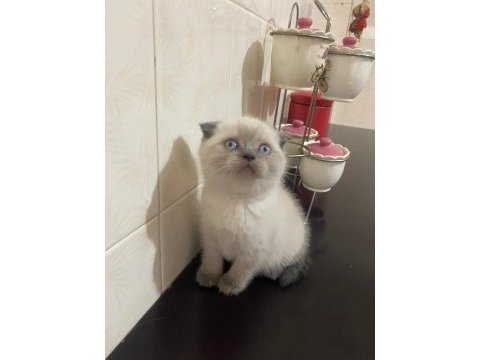 Mavi boncuğum scottish fold