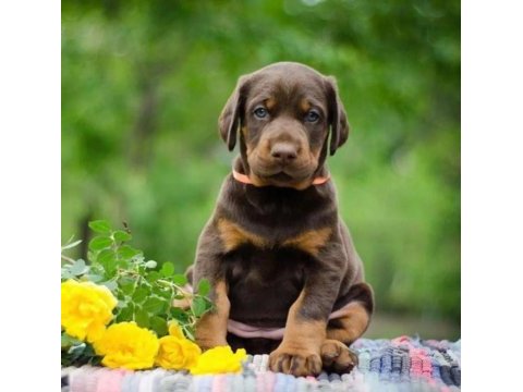Afacan doberman bebekler kapıda ödeme mevcuttur