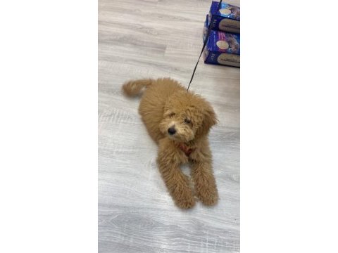 Toy poodle yavrumuz 4 aylık