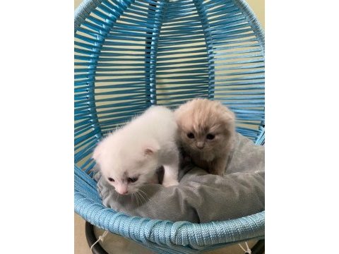 Scottish fold yavrularımız
