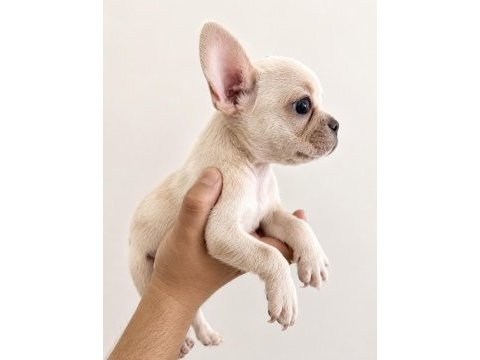 French bulldog yavrular