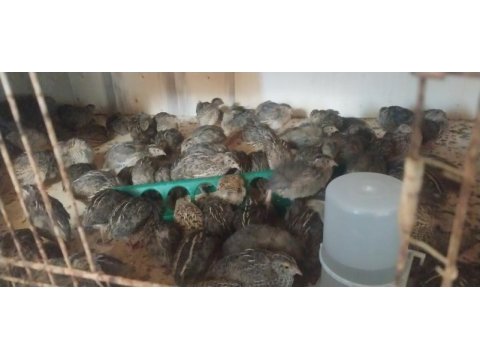 Çiftlikten size sağlıklı bıldırcın