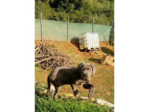Cane corso blue yavrumuz erkek