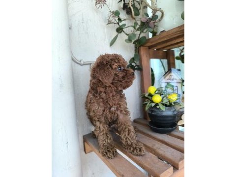 Orjinal kore kanı taşıyan erkek poodle yavrusu