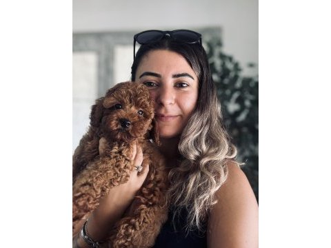 Pofuduk toy poodle bebekler