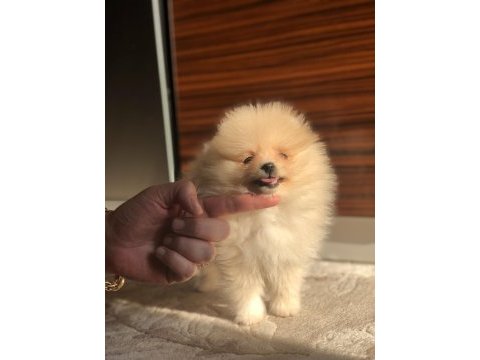 2.5 aylık dişi mini pomeranian boo