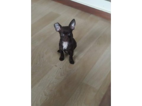 4 aylık erkek chihuahua