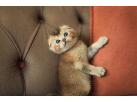 Erkek scottish fold ny25
