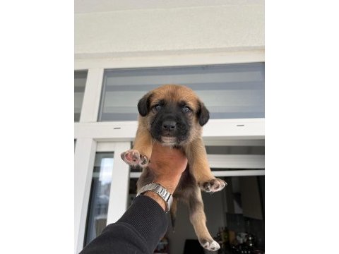 Safkan belçika malinois ırk garantili