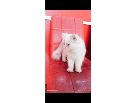 Ücretli british longhair silver dişi