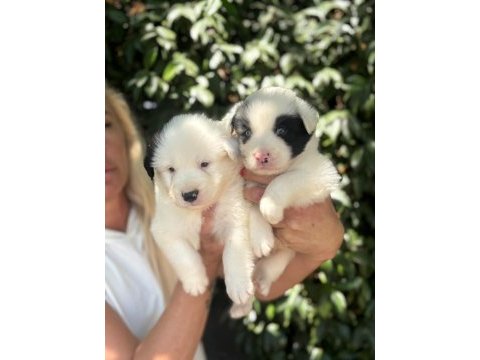 Irk ve sağlık garantili border collie bebeklerimiz
