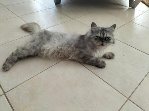 2 tane iran kedisi