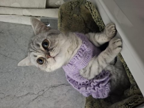 Uysal british shorthair alerjiden dolayı acil