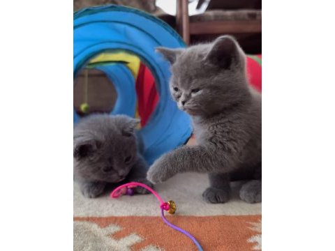 British shorthair sağlıklı yavrularımıza yeni yuva