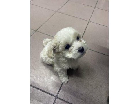 Maltese 1 numara