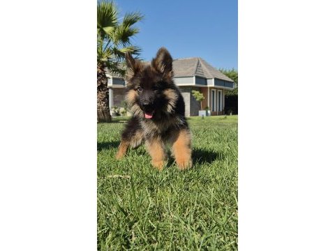 Secereli alman çoban köpeği yavruları ıstanbul