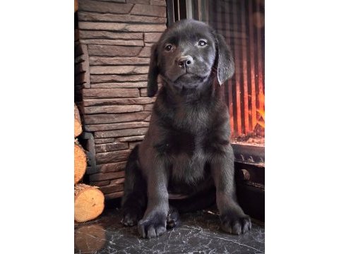 Simsiyah tüyleri iri patileriyle gerçek labrador