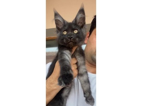 Xxxl siyah duman dev kız maine coon