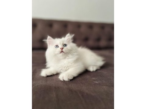 Safkan erkek dişi kediler