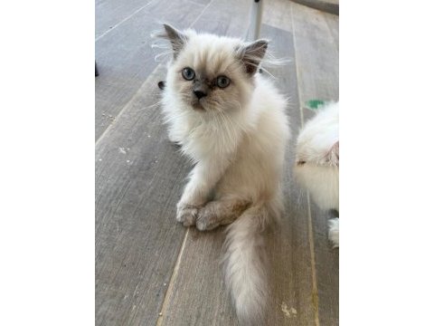 Pamuk iran kedisi bebeklerim
