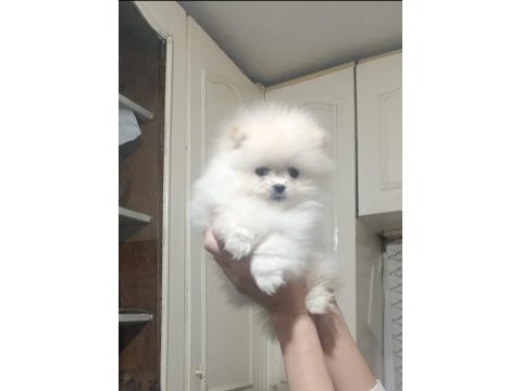 Pomeranian boo erkek ve dişi yavrularımız