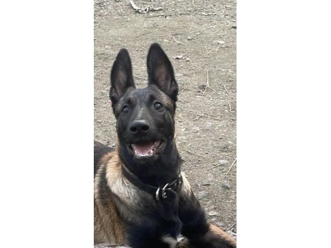Safkan belçika yavrularım yenı sahibini bekliyor