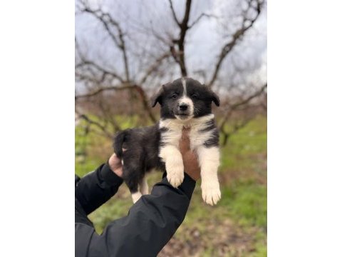 Her eve uygun border collie bebekler