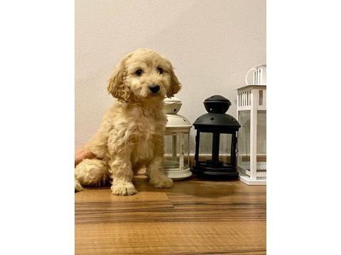 Sağlık garantili maltipoo yavrularımız