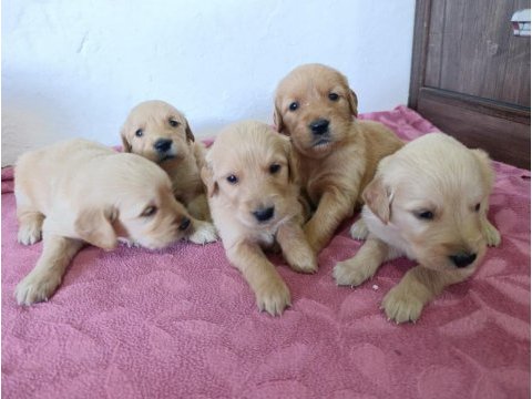 Saf kan golden retriever bebekler için geç kalmayın