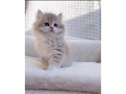 Blh ay12 erkek british longhair