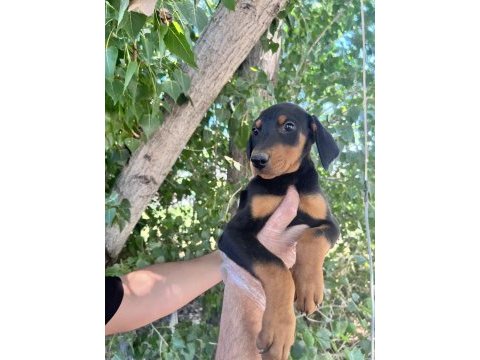 Doberman yavrularımız bursa türkiye tüm iller